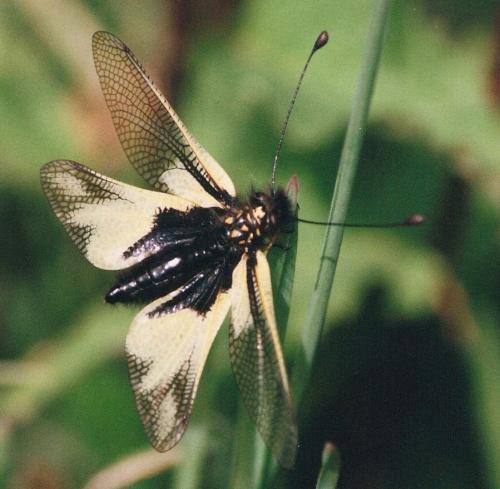 Réf. 114 789 : Libelloides coccajus