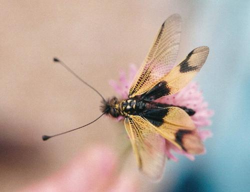 Réf. 114 790 : Libelloides longicornis