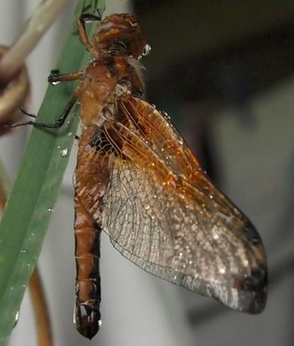 Libellula fulva