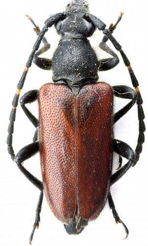 Stictoleptura maculicornis
