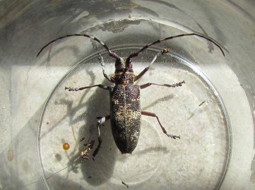 Réf. 114 651 : Monochamus galloprovincialis