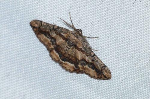 Réf. 114 538 : Menophra japygiaria