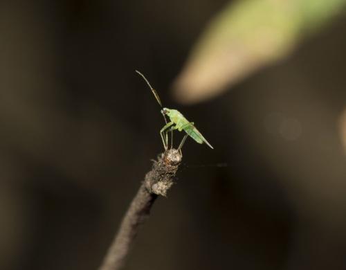 Réf. 114 016 : Macrolophus costalis