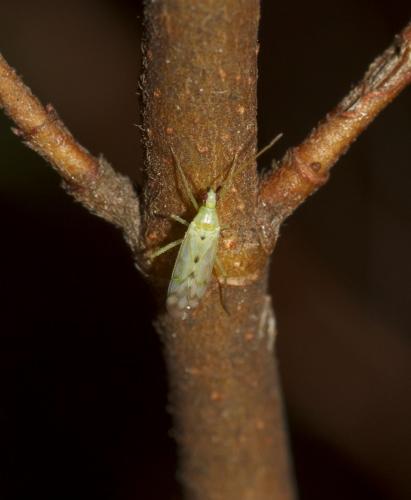 Macrolophus costalis