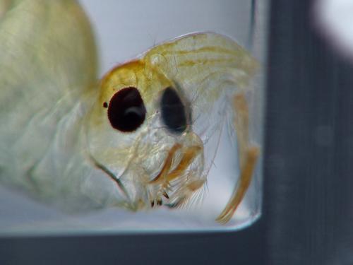 Chaoborus obscuripes