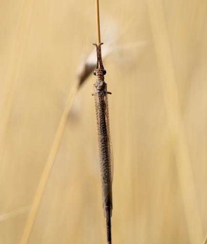 Creoleon plumbeus