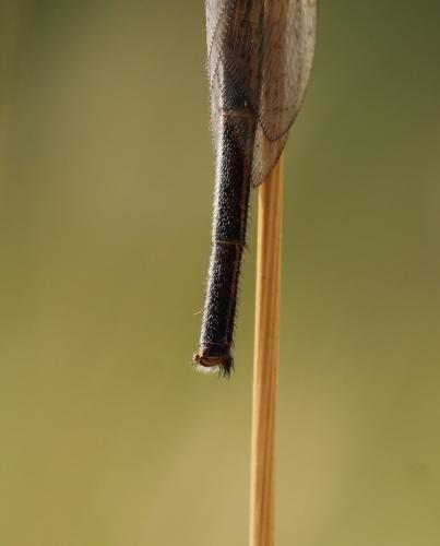 Creoleon plumbeus