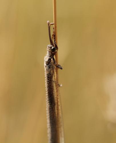 Creoleon plumbeus