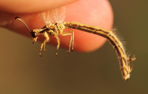 Réf. 114 192 : Myrmecaelurus trigrammus