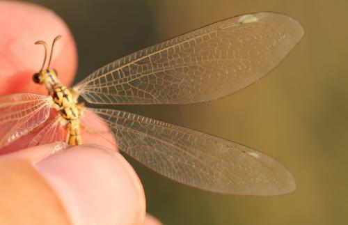 Réf. 114 193 : Myrmecaelurus trigrammus