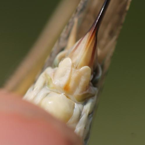 Platycleis intermedia