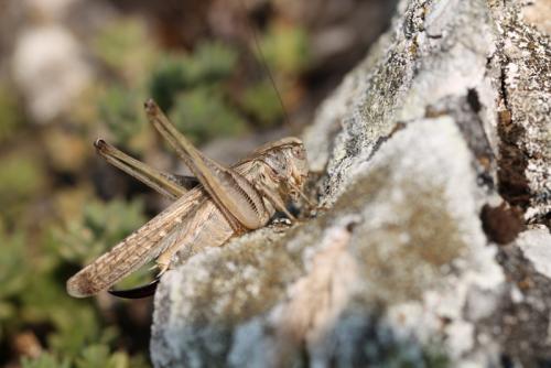Platycleis intermedia