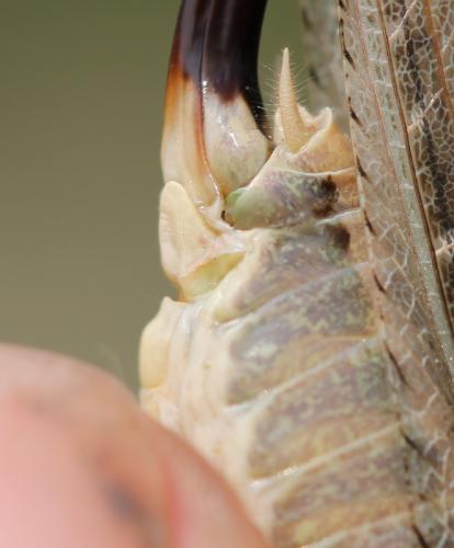 Platycleis intermedia