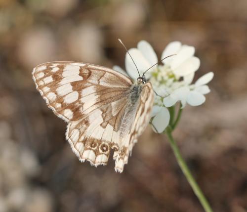 Réf. 114 650 : Melanargia larissa