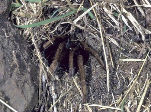 Réf. 114 705 : Acanthoscurria antillensis