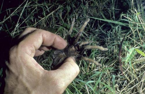 Acanthoscurria antillensis