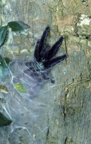 Avicularia versicolor