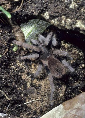 Réf. 114 684 : Acanthoscurria antillensis
