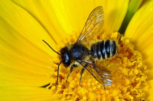 Megachile sp.