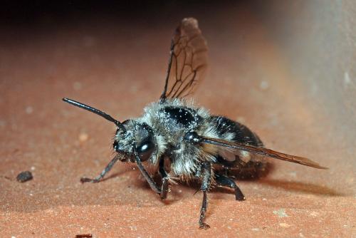 Réf. 114 109 : Melecta sp.