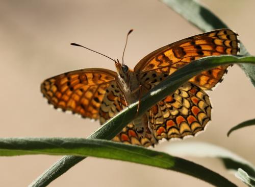 Melitaea sp.