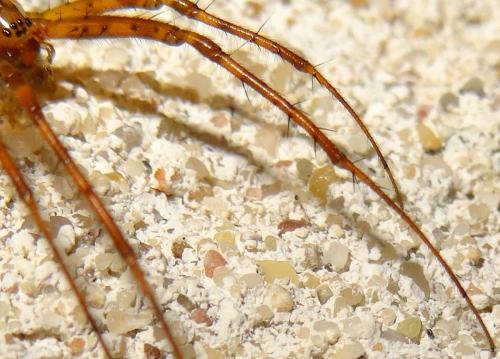 Metellina mengei