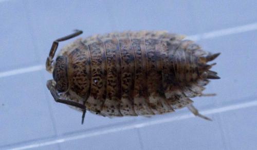 Réf. 114 653 : Trachelipus rathkii