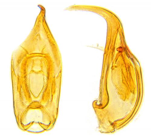 Réf. 114 954 : Micridium halidaii