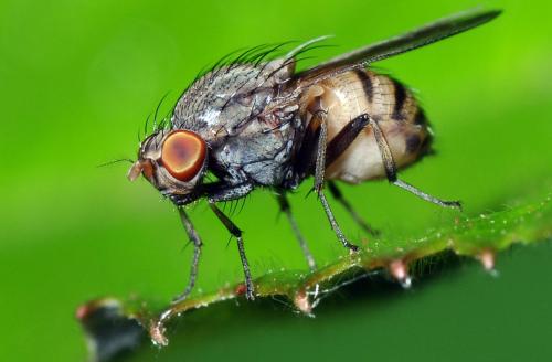 Réf. 114 006 : Minettia subvittata
