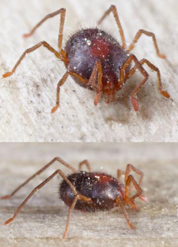 Réf. 114 407 : Erythraeus sp.
