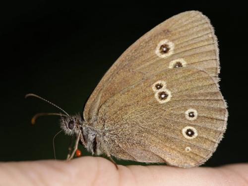 Aphantopus hyperantus