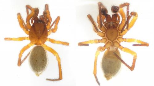 Robertus lividus