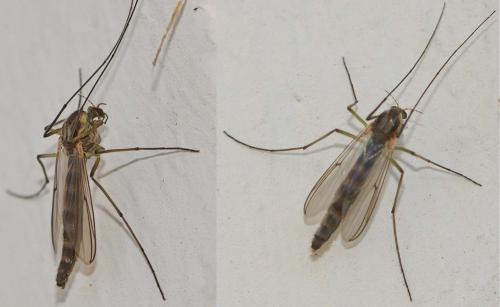 Chironomus sp.