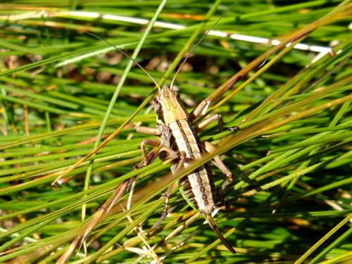 Tettigoniinae