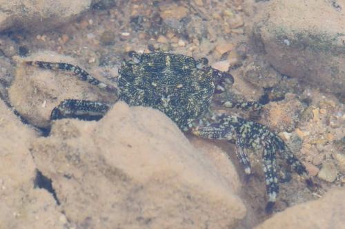 Pachygrapsus marmoratus