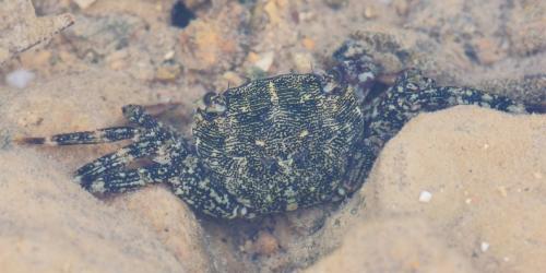 Pachygrapsus marmoratus