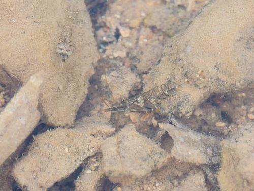 Palaemon elegans