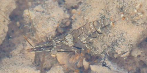 Palaemon elegans