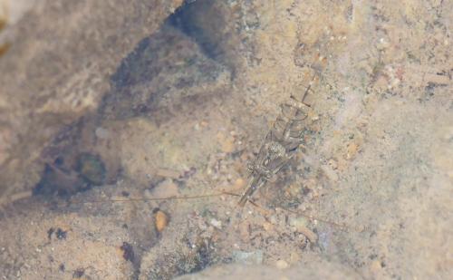 Palaemon elegans