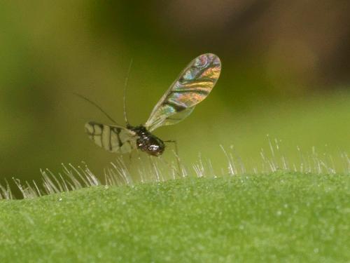 Réf. 114 341 : Neotoxoptera formosana