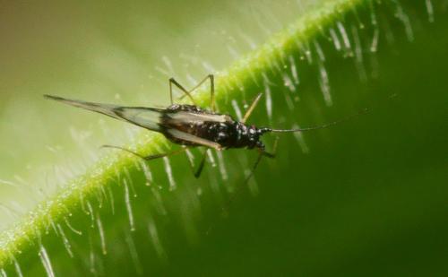 Réf. 114 340 : Neotoxoptera formosana