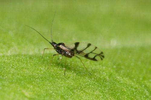 Réf. 114 339 : Neotoxoptera formosana