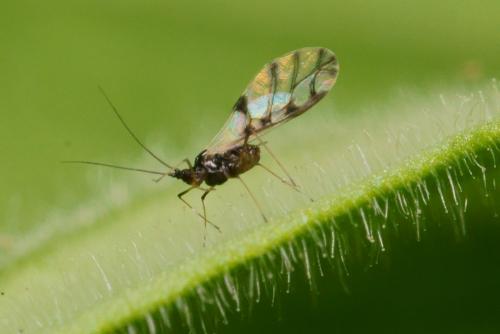 Réf. 114 338 : Neotoxoptera formosana