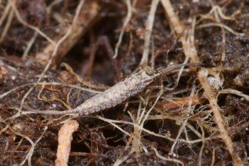 Réf. 114 524 : Machilinus rupestris
