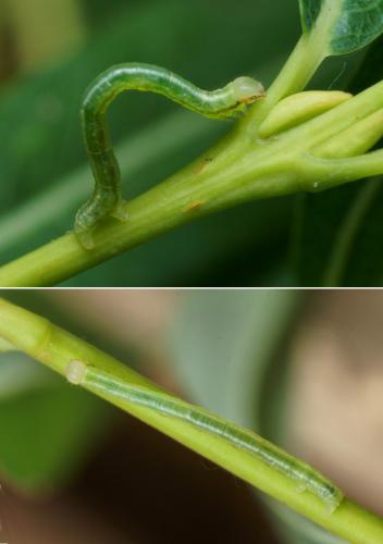 Cabera exanthemata