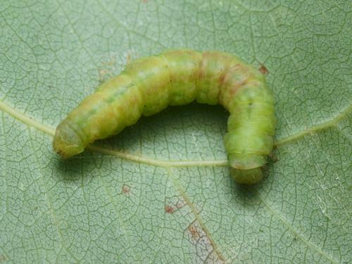Réf. 114 158 : Cabera exanthemata