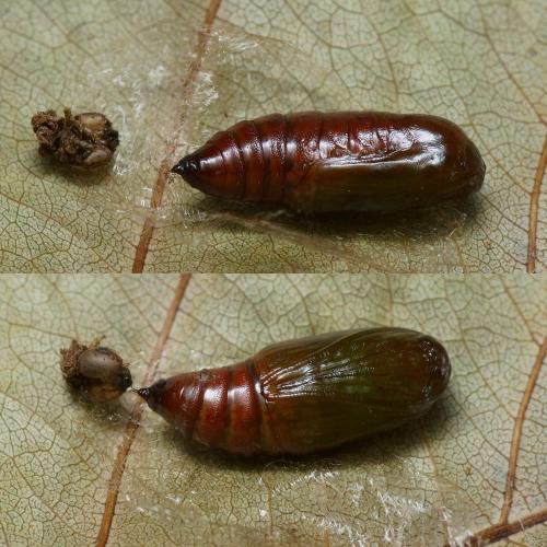 Réf. 114 160 : Cabera exanthemata