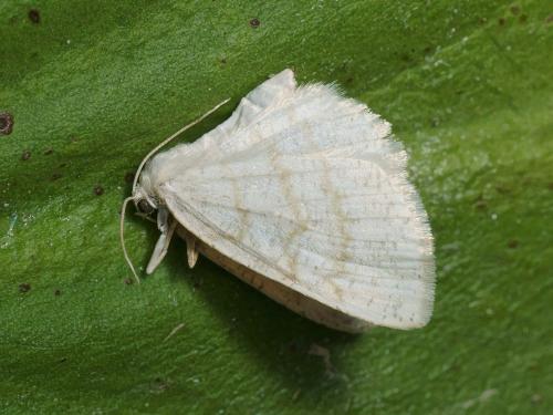 Réf. 114 161 : Cabera exanthemata