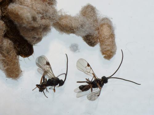 Réf. 114 133 : Microgastrinae inconnu