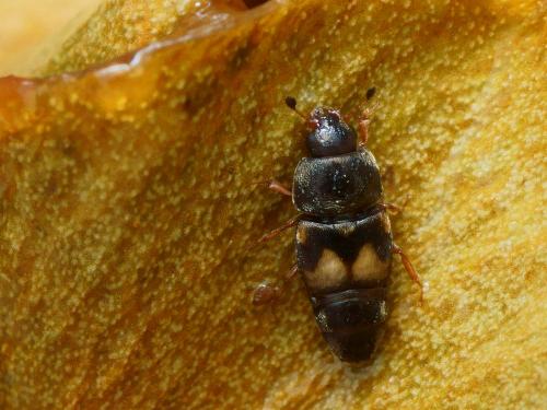 Carpophilus hemipterus